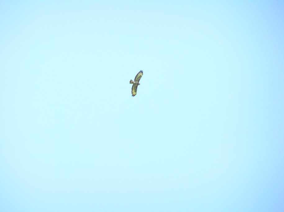 One of the many Buzzards sighted.